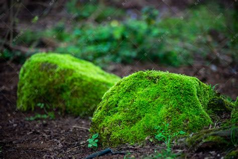 青苔形成|苔藓植物